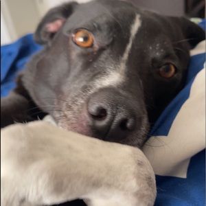 Meet your Posher, Lilly